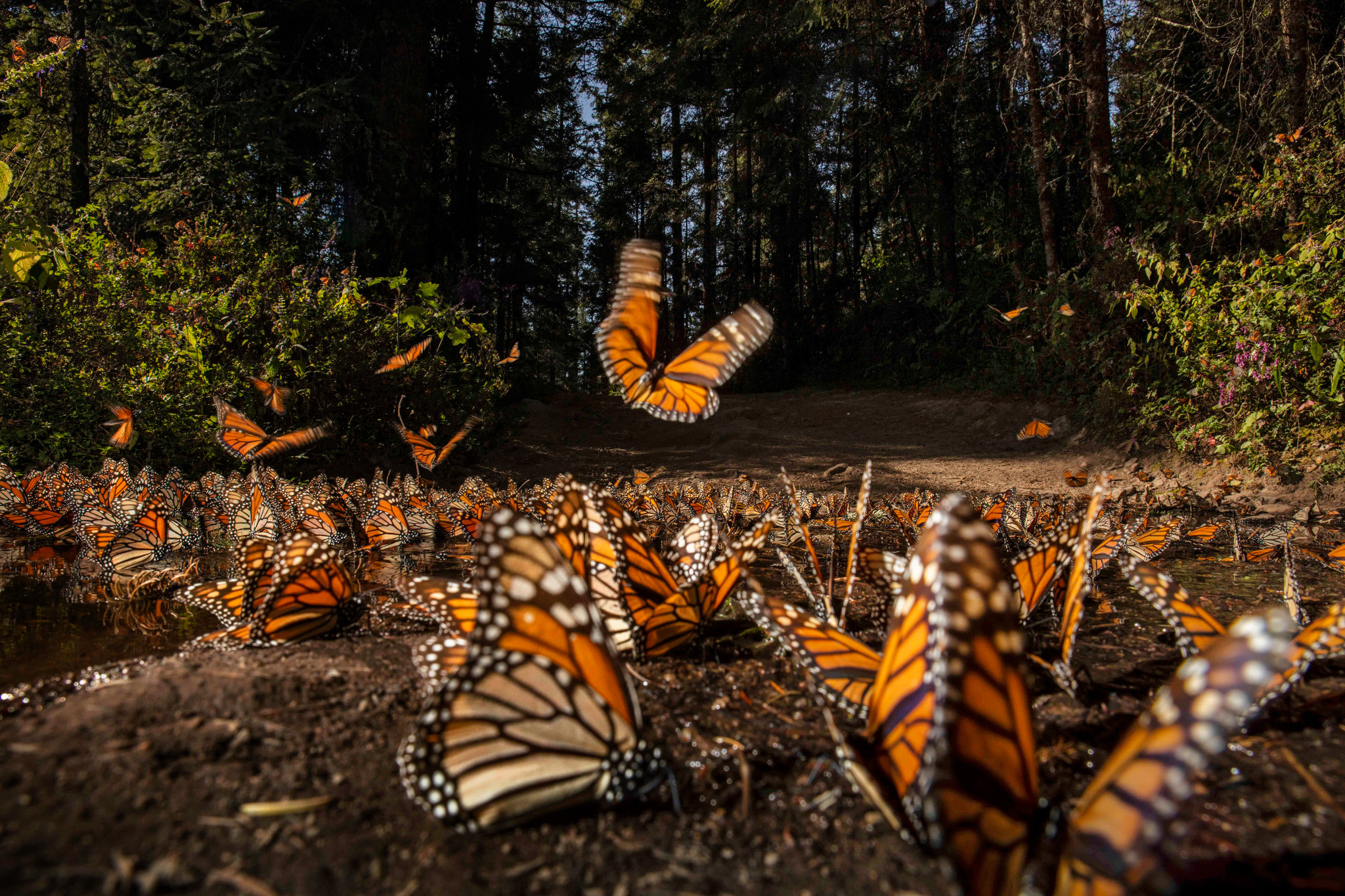 Thousands Of Monarch Butterflies Have Finally Arrived In Mexico ...