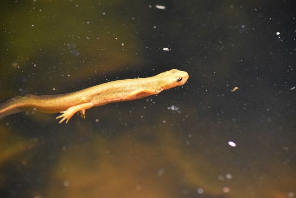 A yellow newt swimming