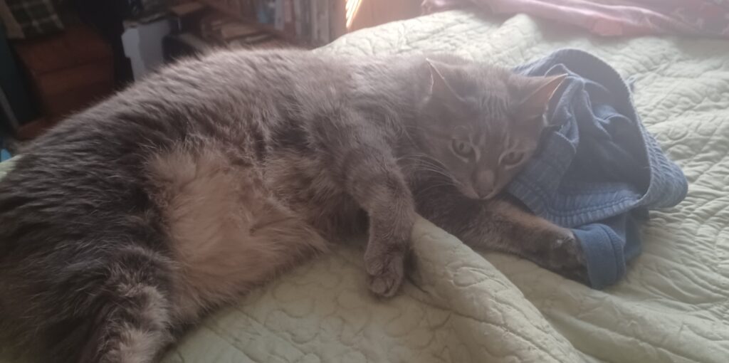 A grey, buff and pink tortishell rests on a green quilted blanket with her head on a pair of blue shorts.